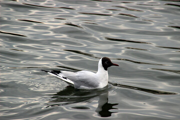 Black-headed gull swimming gracefully in calm water during early morning light at a serene lakeside location