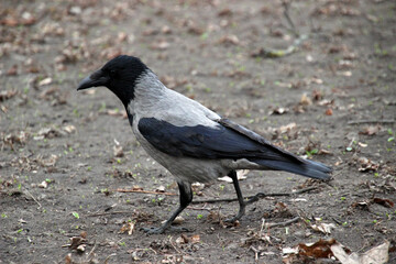Obraz premium A gray crow walks across the forest floor surrounded by fallen leaves in autumn while searching for food