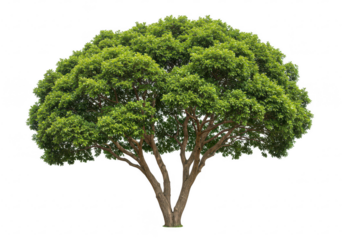 A lush full-grown tree with a sturdy slightly curved trunk isolated on transparent background