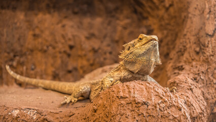 bearded dragon lizard, Pogona, vitticeps, central, bearded, dragon, inland, lizard, appearance,...