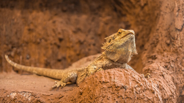 bearded dragon lizard, Pogona, vitticeps, central, bearded, dragon, inland, lizard, appearance, reptile, portrait, photo, head, neck, scales, appendages, terrarium