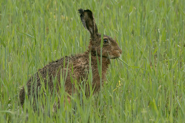 hare, in grass, spring, lepus, europaeus, leporidae, crop, grain, grass, hidden, eyes, ears, wet, bunny, rabbit, brown hare, hunting, sitting