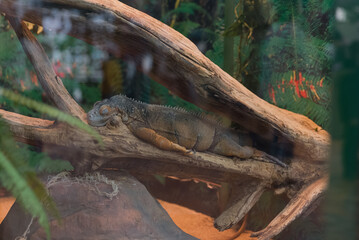 Iguana in a terrarium sleeping on a branch Zoo concept, animal protection, lizard