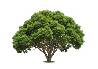 A lush full-grown tree with a sturdy slightly curved trunk isolated on transparent background