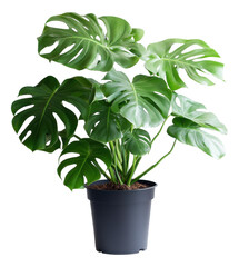 Green plant in pot. Indoor plant with big leaves. Transparent background. Isolated png.