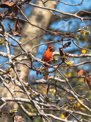 Red Cardinal perched on branches