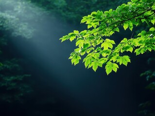 Fototapeta premium Sunlight filtering through lush green leaves in a serene forest setting