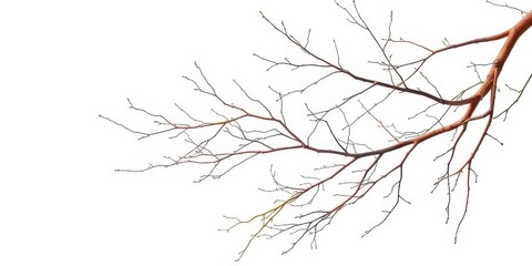 Delicate, bare branches sprawl against a pure white backdrop, detail, elegant