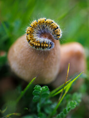 Furry caterpillar curled on mushroom in nature macro photography.
