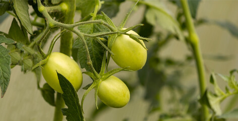 An unripe tomato growing on a branch. This is a special variety that is distinguished by its...