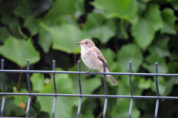 A spotted flycatcher sitting on a fence made of welded wire mesh panels, green leaves in the background