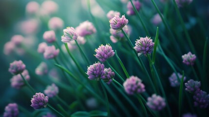 Obraz premium Serene spring garden with blooming purple flowers in natural sunlight for nature design