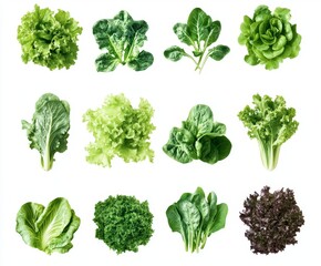 Fresh green leafy vegetables collection