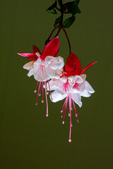 Red and white hanging fuchsia flowers on green background