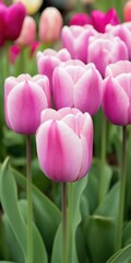 Fototapeta premium A bunch of pink flowers with green stems. The flowers are in a field and are very pretty