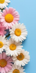 Obraz premium A bouquet of white and pink daisies on a blue background. The flowers are arranged in a way that they are all facing the same direction, creating a sense of harmony and balance