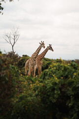 Couple of giraffes walking in arusha national park, tanzania