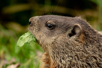 closeup shot of young woodchuck munching on greenery