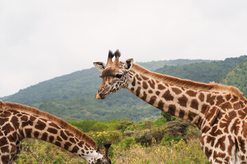 Two giraffes grazing peacefully in arusha national park, tanzania, during a walking safari