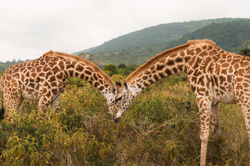 Two giraffes grazing peacefully in arusha national park, tanzania, during a walking safari