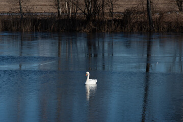 A lone white swan glides on a calm lake, reflecting on the water, surrounded by reeds and bare trees in a peaceful rural setting