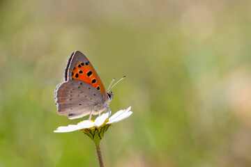 A small copper, American copper, or common copper butterfly sitting on a small white flower caled daisy.
