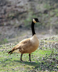 canada goose branta canadensis