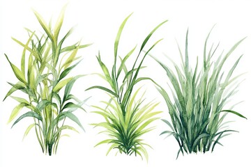 Fototapeta premium Watercolor Green Grass Plants Nature Botanical Illustration Set Design Element Spring Summer Meadow Foliage Greenery Decoration Artwork Background 