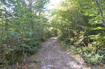 path in the park