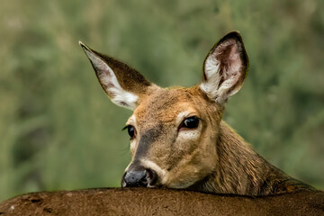 white tail deer looking over shoulder in woods