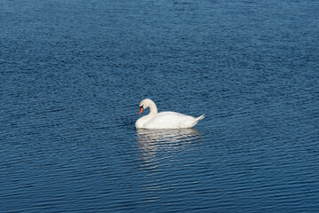 A lone white swan glides on a calm lake, reflecting on the water, surrounded by reeds and bare trees in a peaceful rural setting