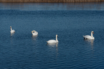 Fototapeta premium Four white swans swim on a calm blue lake, reflecting on the water, with reeds in the background, creating a peaceful wildlife scene.