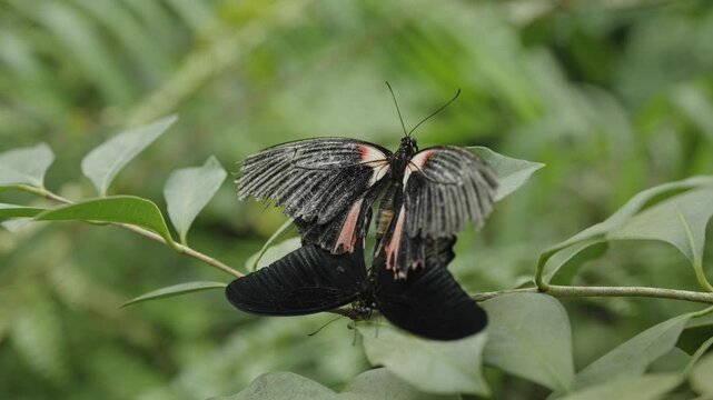 Butterfly mating