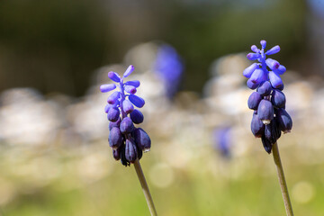 A plant called grape hyacinth. Genus muscari. Spring time in Greece. Muscari neglectum.