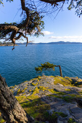 Elbow tree, overlooking juan de fuca straight