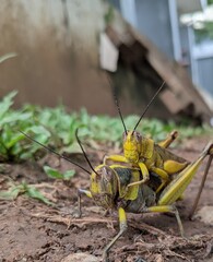 grasshopper on the grass