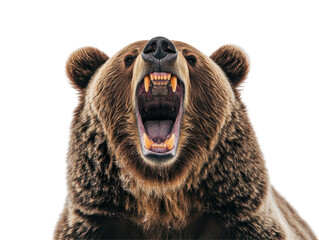 Isolated Roaring Grizzly Bear Close-Up