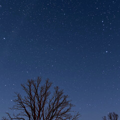 Under the Starry Night Sky: A Serene Winter Landscape of a Neat Tree and Bare Branches.
