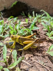 grasshopper on grass