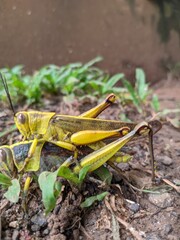 grasshopper on the grass