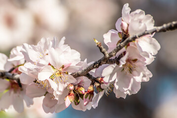 Fragrant blossoming branches of cherry, almond tree. nature awakens. ecological balance. spring time