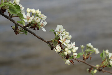 A branch of a flowering wild pear tree against the background of a pond.