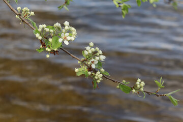 A branch of wild pear blossoms above the clear water of a lake on a bright spring day.