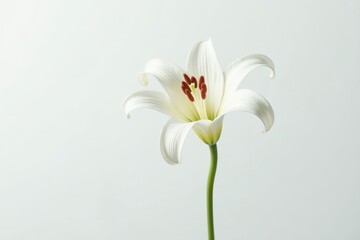 Obraz premium Single white lily blossom, vibrant petals against pure white backdrop, studio shot, wedding