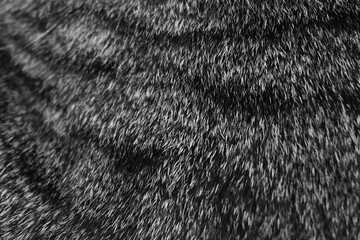 Cat fur texture background. Monochrome photo. Black and white cat hair backdrop.