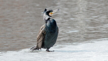 black crowned night heron