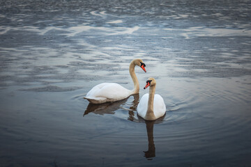 Pair of white swans on the lake in cold spring season. Large wild birds Cygnus gracefully swimming in cold spring weather time in Latvia