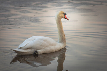 A lonely white swan swimming on the lake close-up. Large wild bird Cygnus gracefully swimming in cold spring weather time