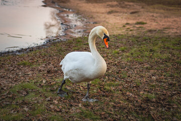 White swan by the lake close-up. Large waterbird Cygnus gracefully in Latvia 
