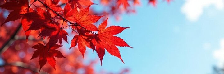 Crimson red maple leaves cluster on branches against a clear autumn sky, landscape, fall, plant